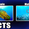Corals can be found throughout the world's oceans, in both shallow and deep water. Https Encrypted Tbn0 Gstatic Com Images Q Tbn And9gcqyzm9cltolhuogzvbjoc Day3hvwwayttawj2acl6zx2gh0s5q Usqp Cau