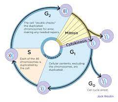 Meaning of g1 stage medical term. Phases Of Cell Cycle G0 G1 S G2 M Mitosis Mcat Content