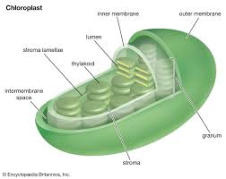 6 Cell Organelles Britannica