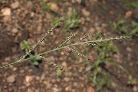 Image result for Microchloa
