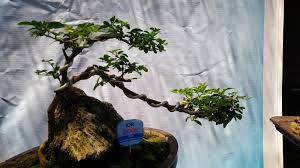 Tips Trick Membuat Bonsai Air Terjun Cascade Cantik