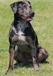 All Black Catahoula Leopard Dog Catahoula Leopard Dog Info Pictures With Images Catahoula Leopard Dog Leopard Dog Dog Breeds