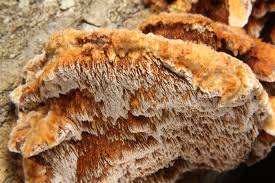 Image result for Pycnoporellus alboluteus