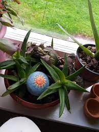 Aceasta include ferigi, palmieri si plante cataratoare. Flori De Apartament Home Facebook