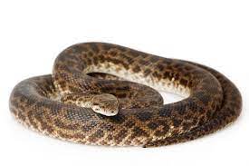 Spotted Python For Sale Pythons For Sale Python Pet Snake