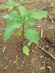 Tupoksi (tugas pokok dan fungsi) kepala dusun 2020 terbaru. Pokok Letup Letup Dalam Proses Herba Letup Letup Kelambu Facebook