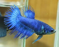 I think the crowntail female betta you got is younger than te others. Female Ct Innovation Super Blue Bettasmart
