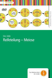 Reifeteilung Meiose Fwu