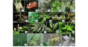 Image result for Urticaceae