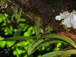 Image result for Grammitis cryptophlebia