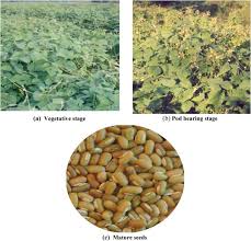 Image result for Macrotyloma ellipticum