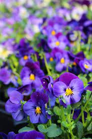 These Flowers Actually Bloom In Winter So You Can Garden Year Round Winter Flowers Winter Pansies Winter Flowers Garden