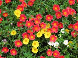Grazie a piantina online deluxe i nostri tecnici potranno venire a casa tua a fare un sopralluogo ed un rilievo di. Portulaca Portulaca Oleracea Piante Annuali Portulaca Fiore Di Vetro Portulaca Oleracea Annuali