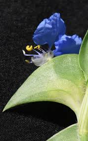 Image result for Commelina nyasensis