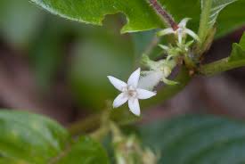 Image result for Sabicea