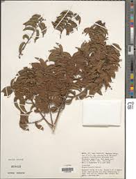 Image result for Grewia holstii