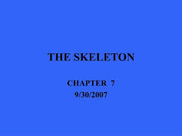 Ppt The Skeleton Powerpoint Presentation Free Download Id 176647