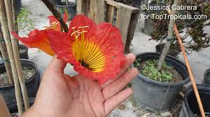 Image result for Fernandoa magnifica