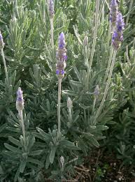 Image result for Lavandula