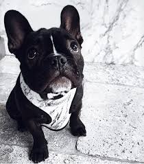 The first time i was looking for a french bulldog , i knew i wanted a black and. Pin By Pawsitivity Pet Supply On Home Is Where The Heart Is Bulldog French Bulldog French Bulldog Dog