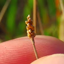 Image result for Rhynchosia torrei