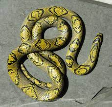 Pin By Tammy Minder On Cold Blooded Beauty Snakes Rat Snake Pet Snake Beautiful Snakes
