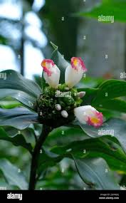 Image result for Costaceae