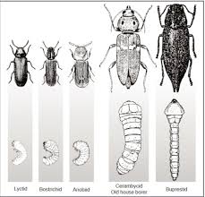 Powderpost beetle holes in wood flooring means you have adults exiting which have completed their growth cycle. How To Get Rid Of Wood Beetles Apolloxapollox