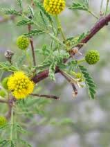 Image result for Euphorbia crebrifolia