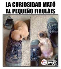 Todo Por Buscar Un Lugar Calientito Donde Acurrucarse Memes Divertidos Memes Perros Memes