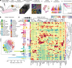 The best time to perform bse is the day after your monthly period ends. The Single Cell Pathology Landscape Of Breast Cancer Nature