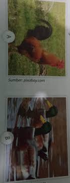 Semenjak 1 tahun kematian ibuku waktu itu aku. Jelaskan Perbedaan Karakteristik Tempat Hidup Kedua Hewan Diatas Berdasarkan Ciri Ciri Nya Brainly Co Id