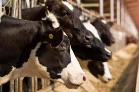 Top Cowshed in Harihar Peth