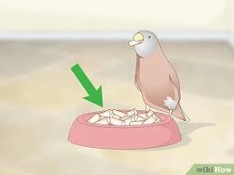 3 Ways To Feed Finches Wikihow