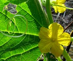 Image result for female flowers cucumber