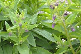 To counteract this potential problem, see the next step! Comfrey Bocking 14 Articles Information On Comfrey