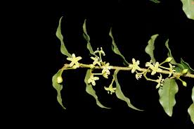 Image result for Embelia