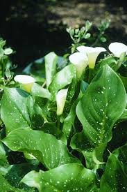 Image result for Zantedeschia aethiopica