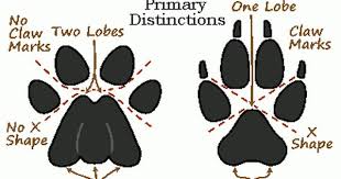 Cloud Peak Wilderness Mountain Lion Wolf Paw Print Wolf Paw Mountain Lion