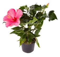 When should you plant a hibiscus? Growing Hibiscus Indoors Hibiscus Rosa Sinensis