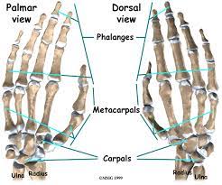 Each metacarpal bone connects to one finger at a joint called the metacarpophalangeal joint or mcp joint. Physical Therapy In Thiensville For Wrist Pain Scaphoid Fracture