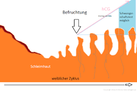 Schwangerschaftstest Ab Wann Moglich Graviditas Net