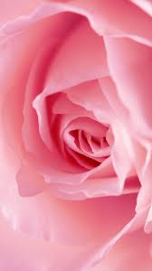 Over 40,000+ cool wallpapers to choose from. Pink Rose Iphone Wallpaper Hd Novocom Top