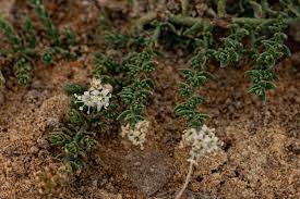 Image result for Cressa cretica