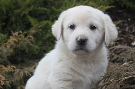 Our next upcoming litters in 2018: Great Pyrenees Puppy Dog In The Bush Wallpapers And Images Wallpapers Pictures Photos