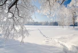 Bare Tree Ice Winter Landscape Nature Weeping Tree Weeping Trees Hd Wallpaper Wallpaperbetter To be welcomed with the beautiful vista of the sun shining brilliantly on a lavender field is something words can't describe. bare tree ice winter landscape