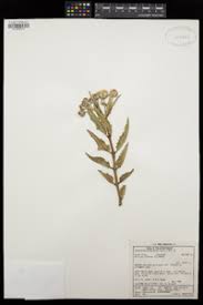 Image result for Pachycarpus concolor