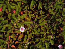 Image result for Monsonia senegalensis