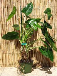 Philodendron Burle Marx Plant In 2x2x7 Pot Philodendron Plants Ground Cover Plants