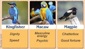Symbolism Birds And Their Meanings Pretty Enthralling Bird Symbolism And Their Meanings Animal Medicine Animal Spirit Guides Kingfisher